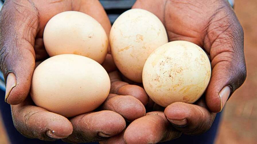 Les œufs de la ferme complètent aussi le menu. Il y en a encore trop peu pour les vendre.