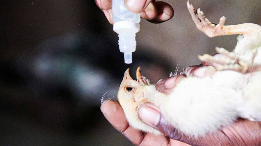 Tous les trois mois, il administre les vaccins aux poules de tout le village.