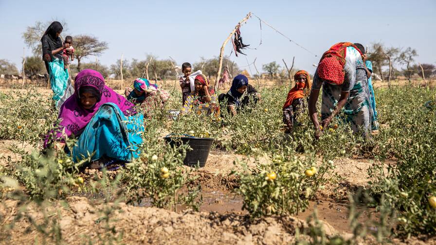 Caritas and its partners also support vegetable production in areas affected by drought and hunger.