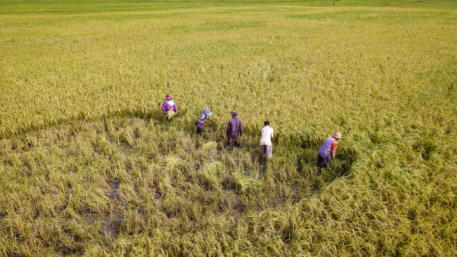 Il raccolto di riso costituisce tuttora la fonte di reddito principale della famiglia Phon e di molte altre persone del posto.