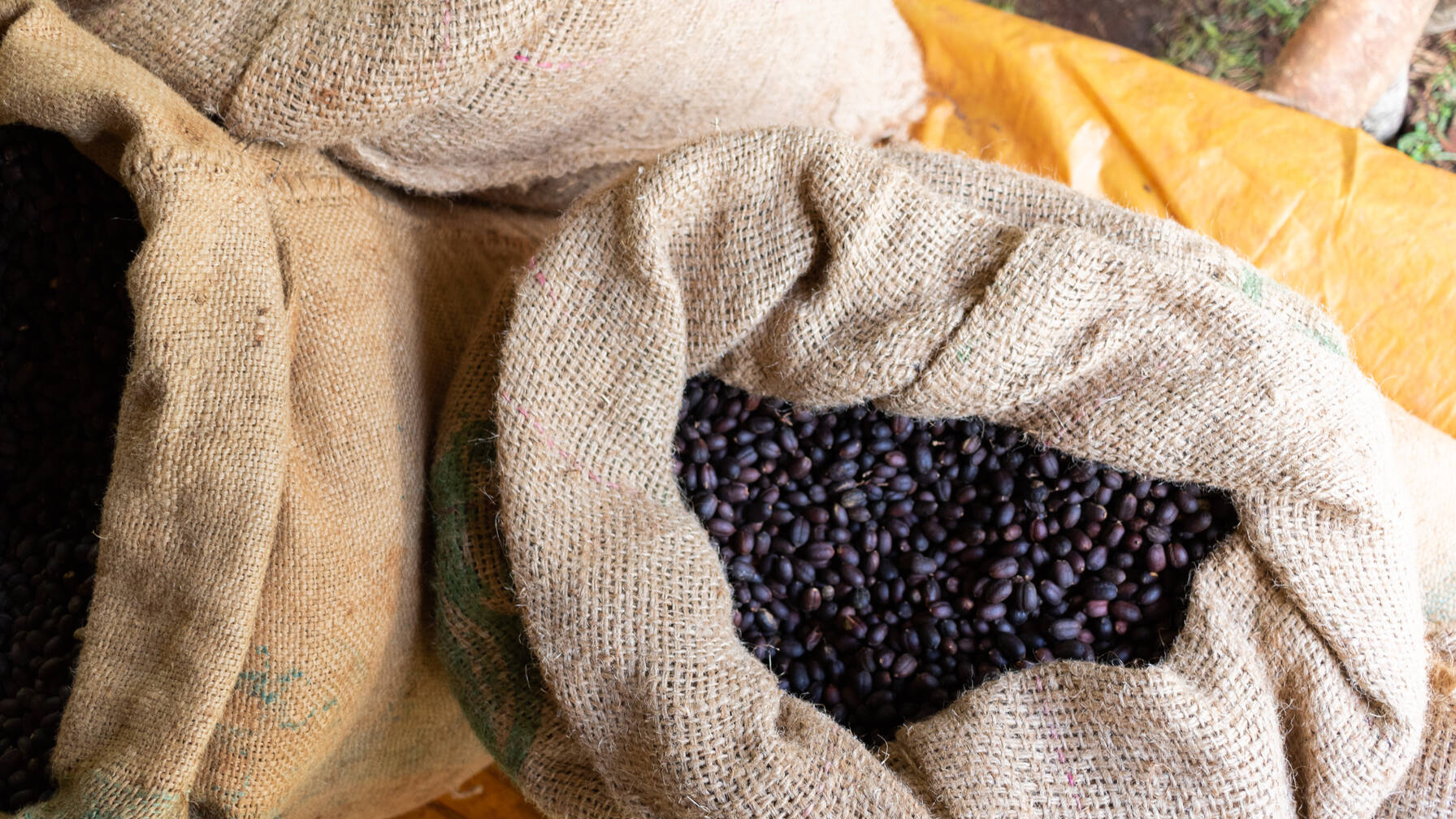 Die Kaffeebohnen aus der Bale-Region stellen die Haupteinnahmequelle für die Kleinbauern dar.