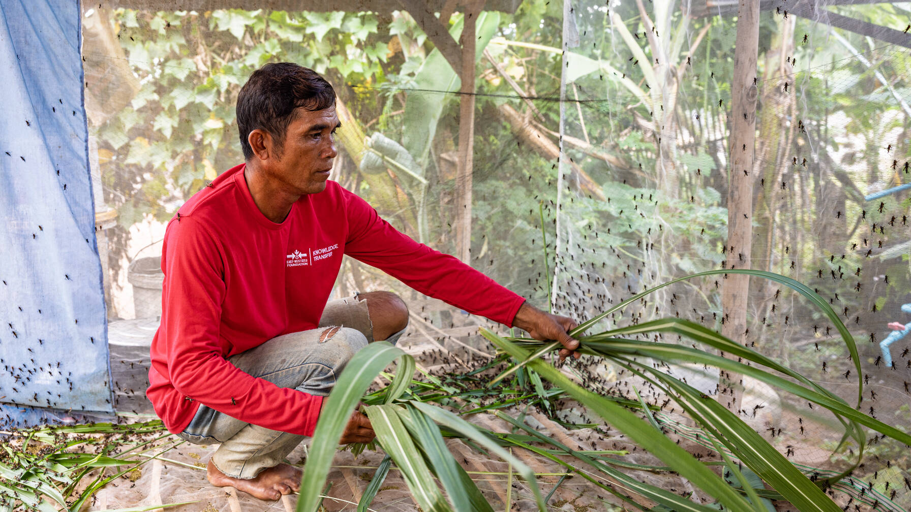 Durch das Einkommen aus dem Gemüseanbau hat sich ihre Situation entspannt. Romodol konnte sogar neue Ideen entwickeln, um die Einkünfte weiter zu steigern. Sie züchten und verkaufen nun auch Heuschrecken und Frösche.