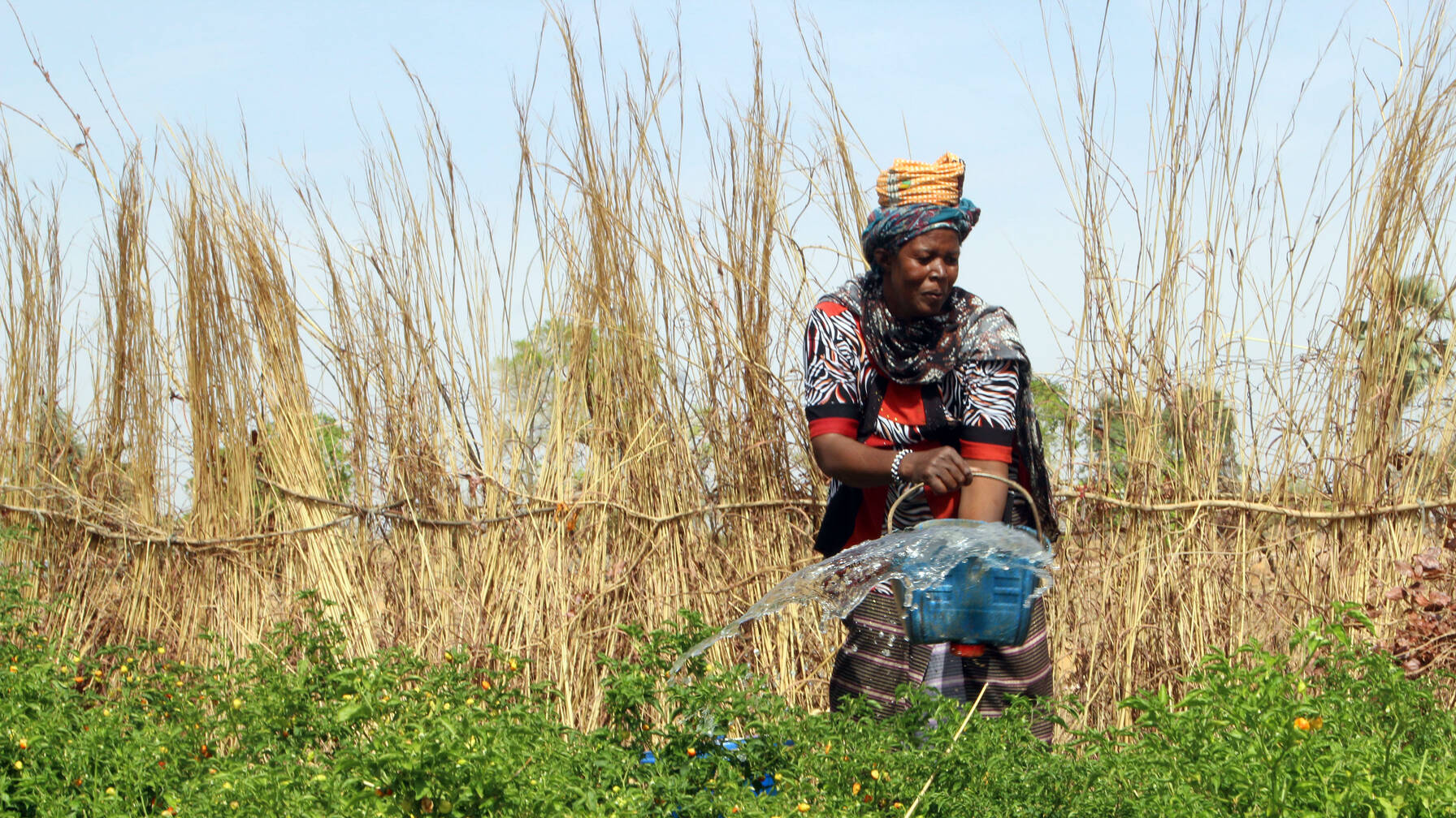 Samba nel suo orto, dove crescono le nuove colture.