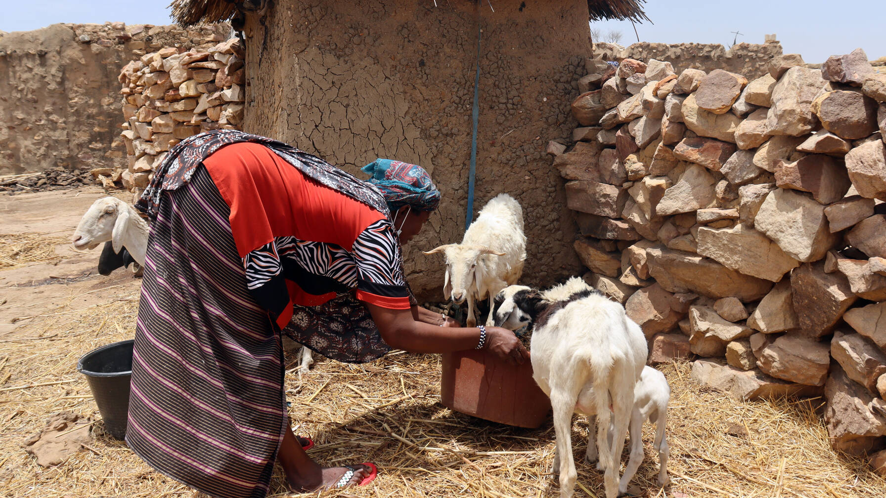 Le nuove pecore contribuiscono al sostentamento della famiglia.