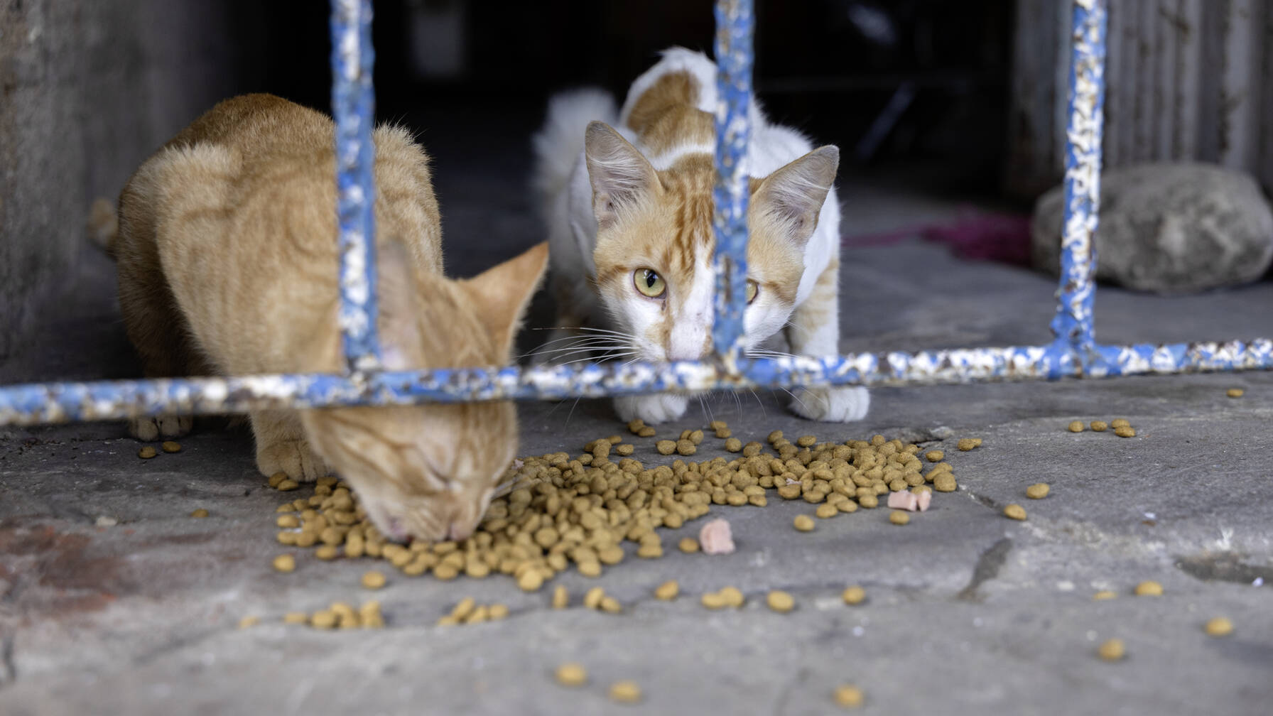 Grazie al suo nuovo lavoro, riesce persino a prendersi cura dei gatti randagi della zona.