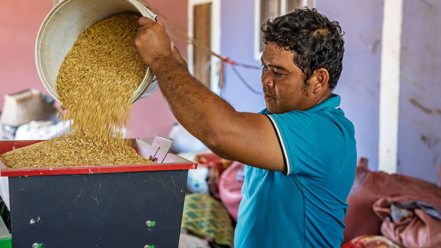 Kon e gli altri contadini raccolgono il riso insieme, fascio dopo fascio.