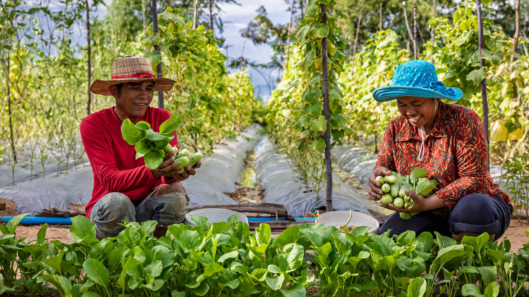 Da giugno, Sophea e Romodol vivono principalmente delle verdure che vendono nel quartiere. Nel corso del tempo hanno perfezionato i loro metodi di coltivazione.