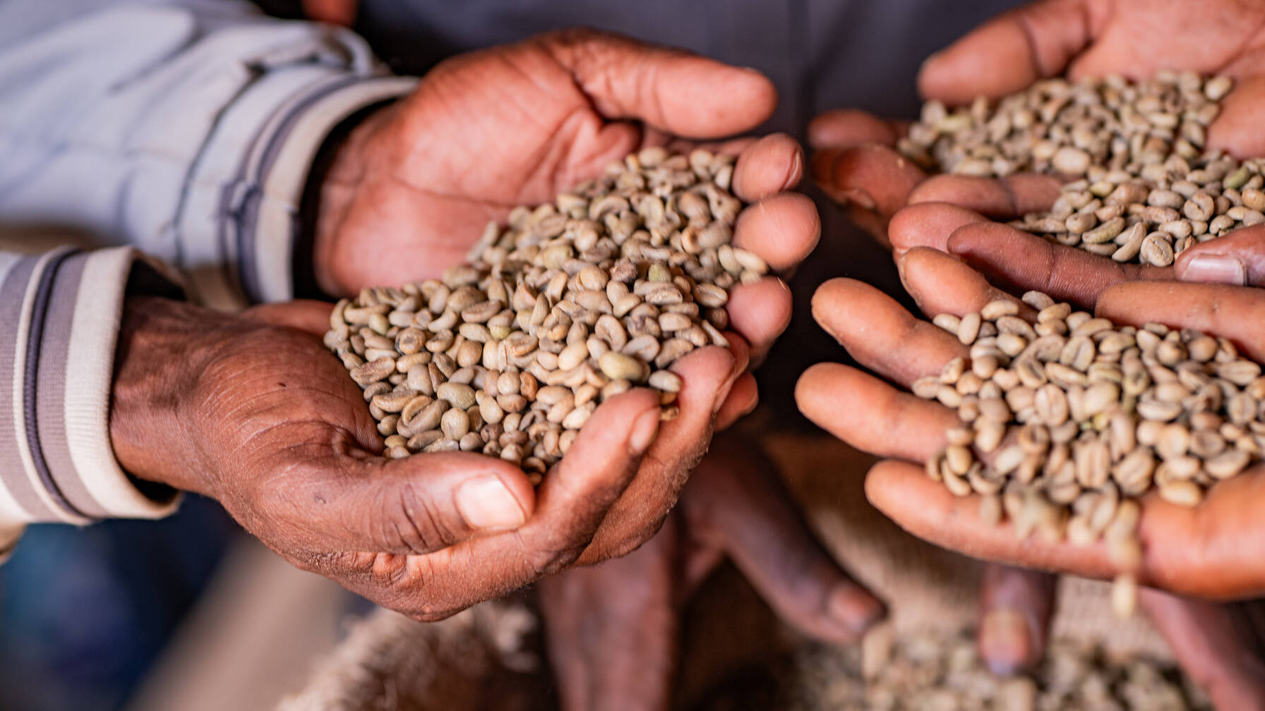 Rising temperatures and changing rainfall patterns threaten the sustainability of coffee production in the Harenna Forest.