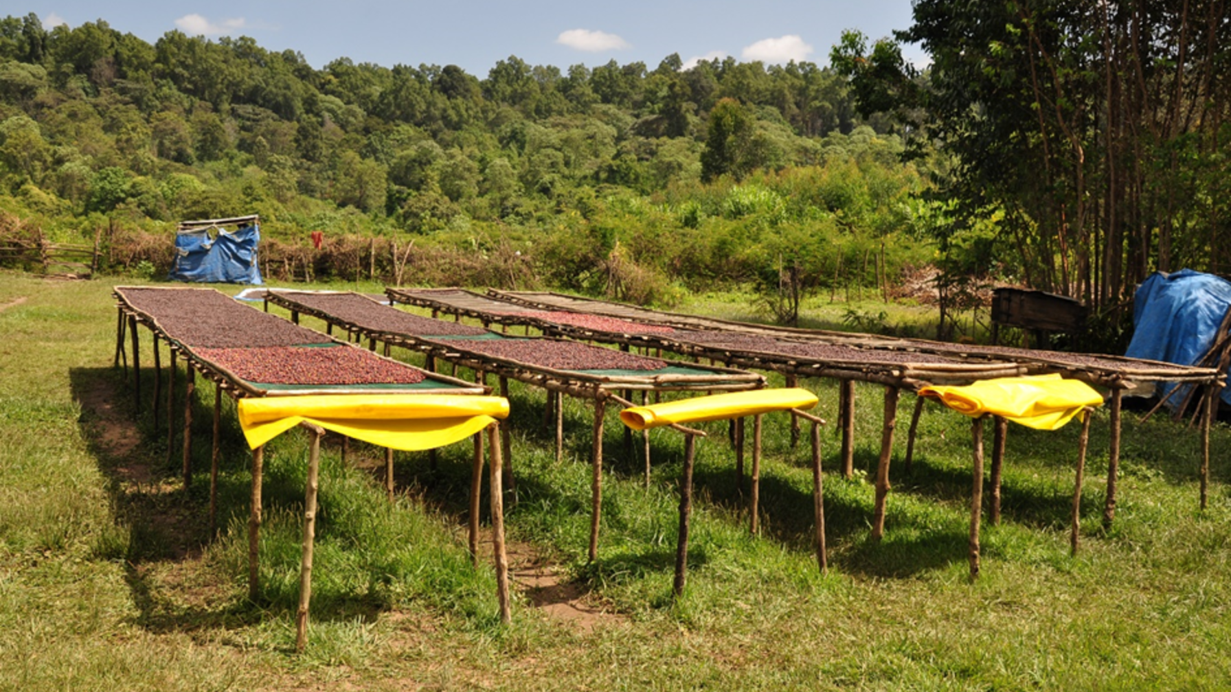 At the same time, we are helping to protect one of the country’s most ecologically significant forest ecosystems.