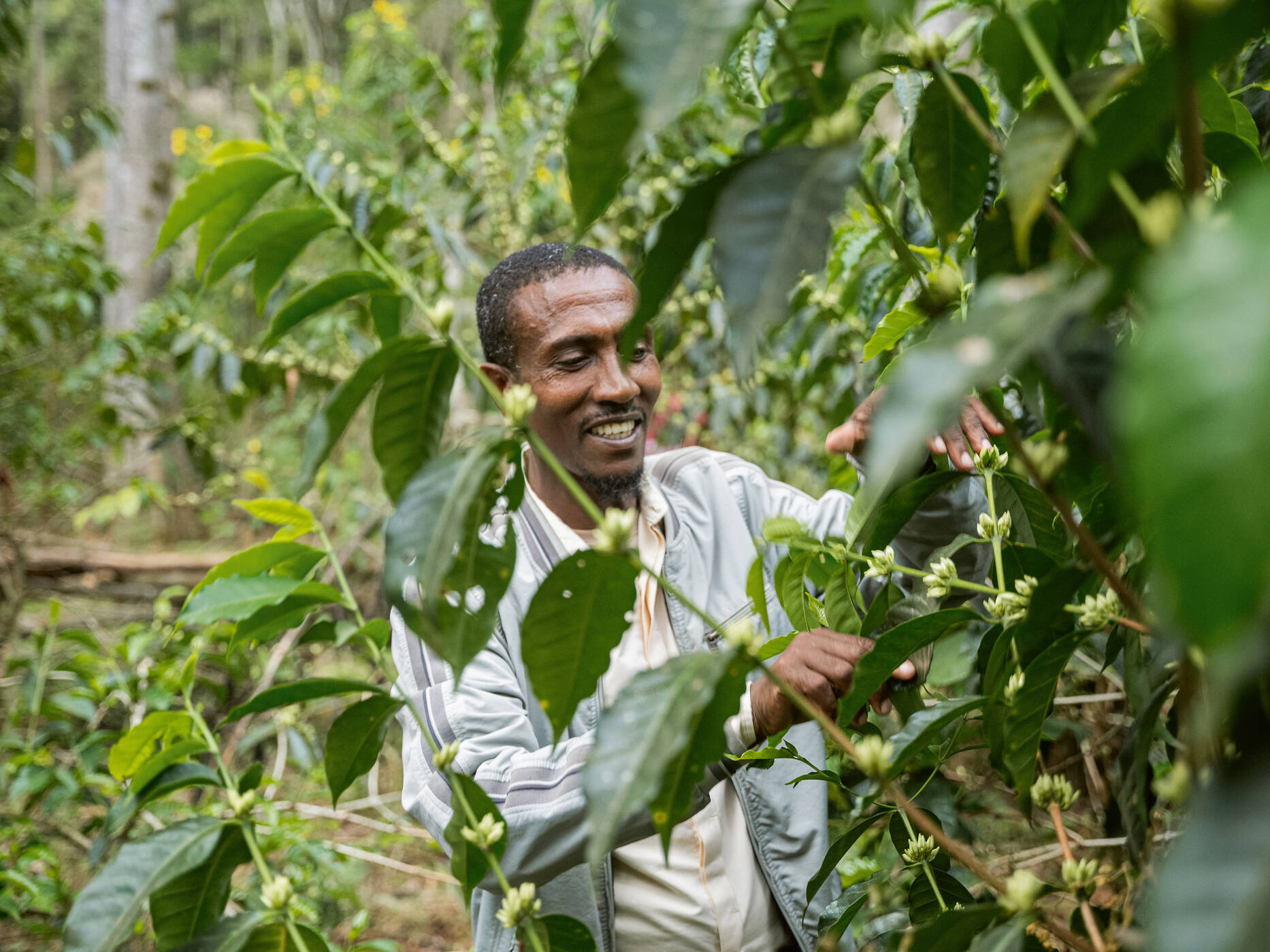 Le commerce du café éthiopien le montre bien: les méthodes de culture durable et des conditions équitables profitent à la nature, aux petits agriculteurs/trices, à l’économie et aux clients.