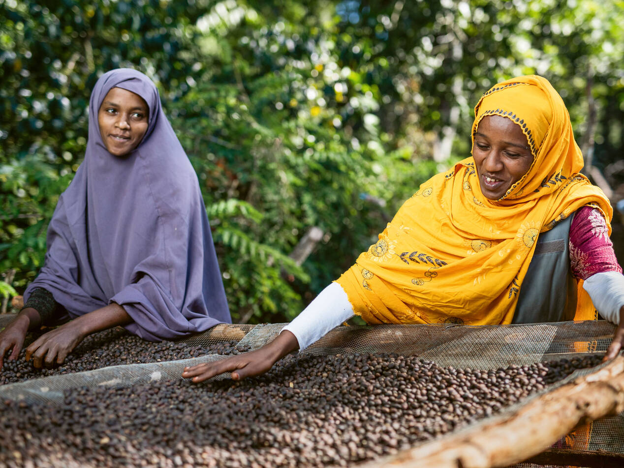 Le commerce du café éthiopien le montre bien: les méthodes de culture durable et des conditions équitables profitent à la nature, aux petits agriculteurs/trices, à l’économie et aux clients.