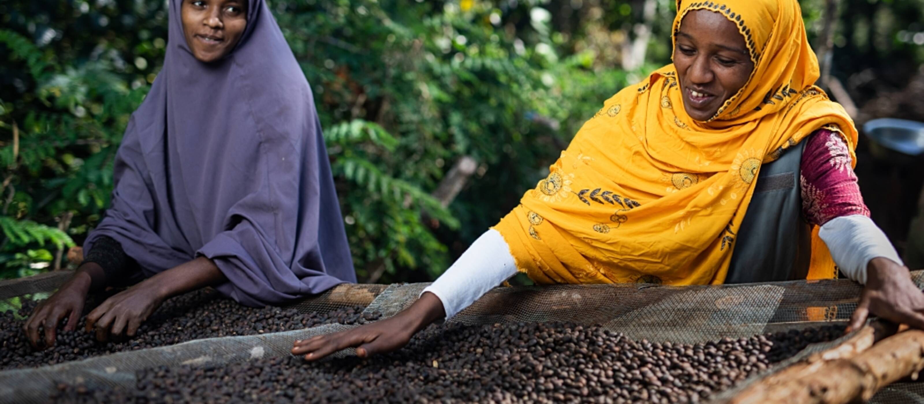 L'industrie du café est déterminante pour l'économie de l'Éthiopie. Directement ou indirectement, les moyens de subsistance de 25% de la population du pays en dépendent.