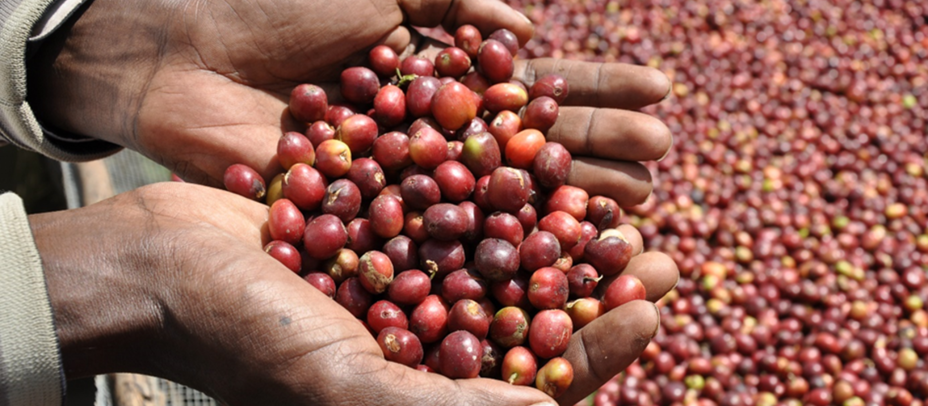 La promotion de la culture du café, comme ici dans le cadre d'un projet en Éthiopie, offre à de nombreuses agricultrices et agriculteurs une base de subsistance importante.