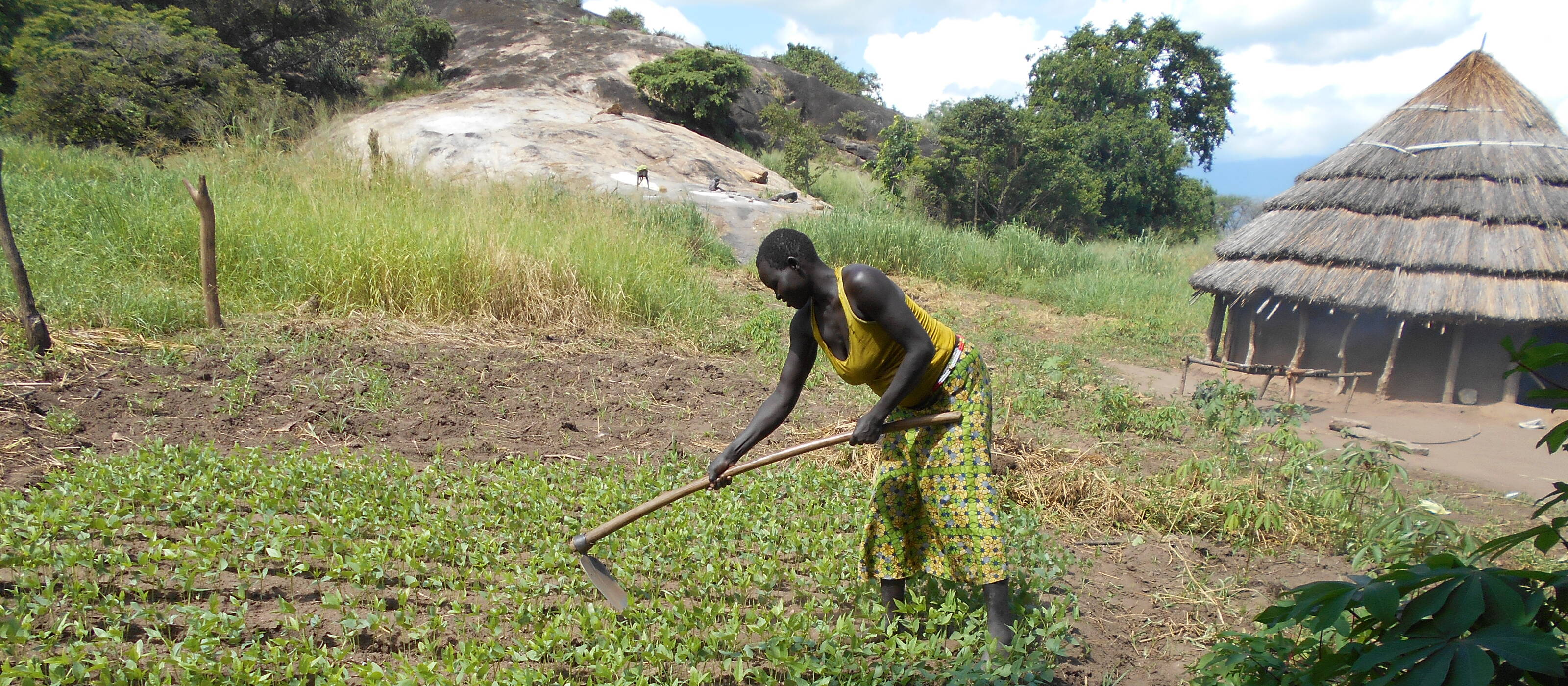 Agriculture is the most important economic sector in South Sudan.