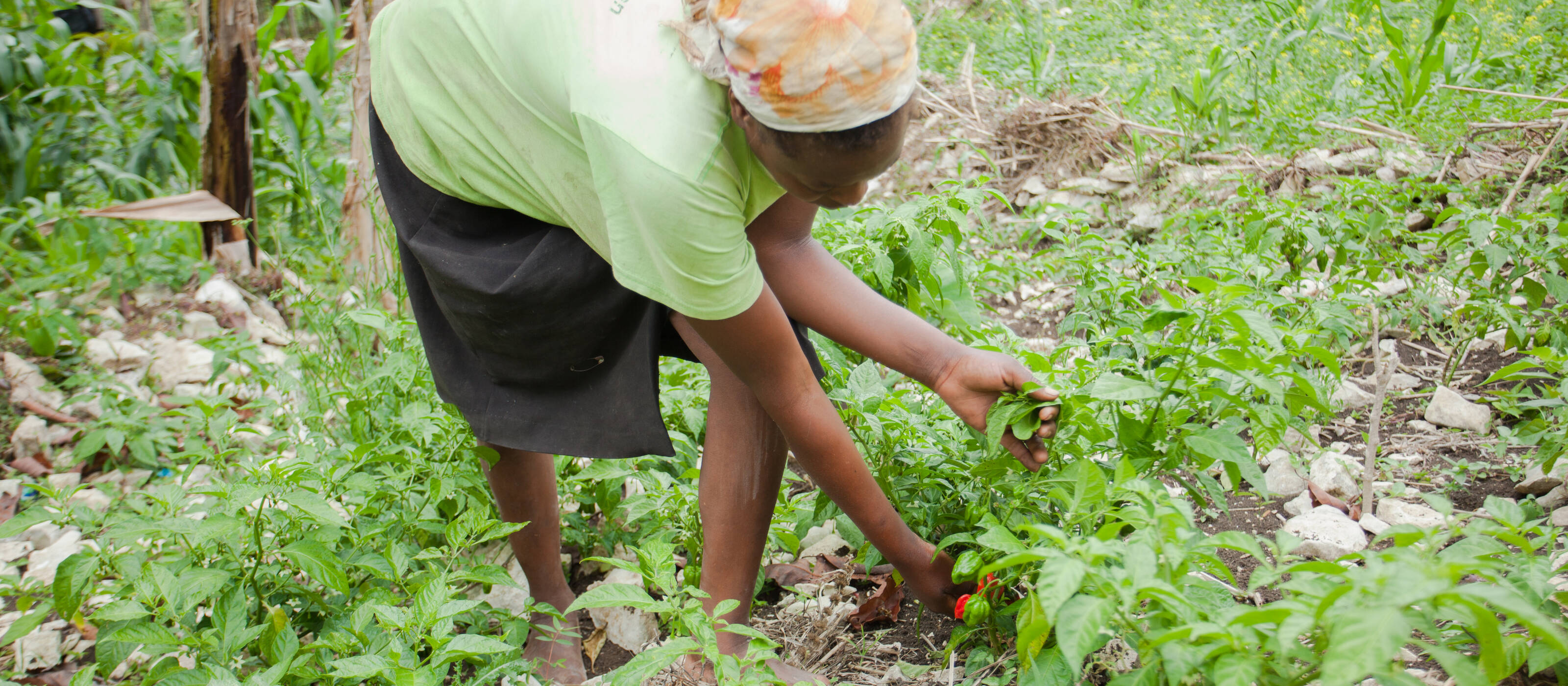 Le soutien ciblé aux petites agricultrices et aux petits agriculteurs renforce les circuits alimentaires locaux et contribue à la sécurité alimentaire dans les régions.