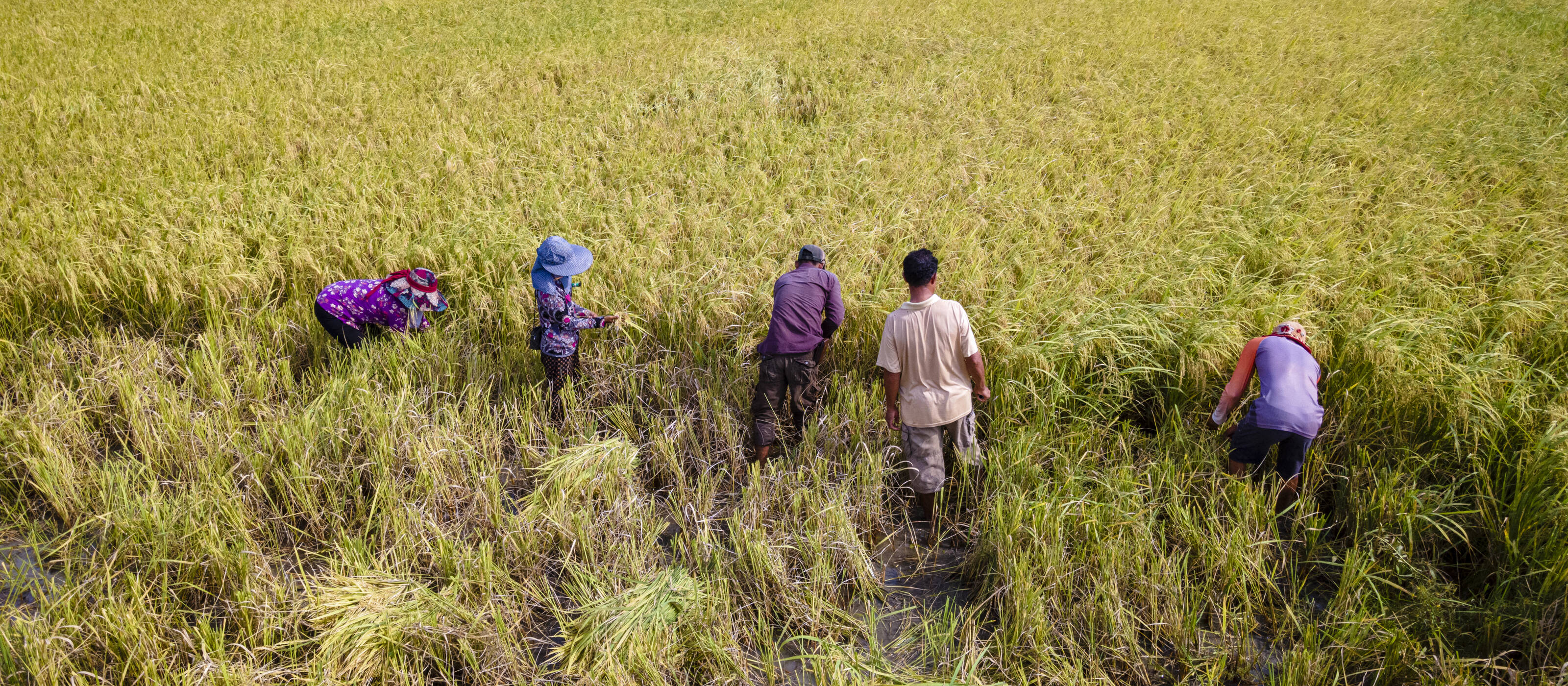 Des cultivatrices et cultivateurs de riz dans un champ au Cambodge