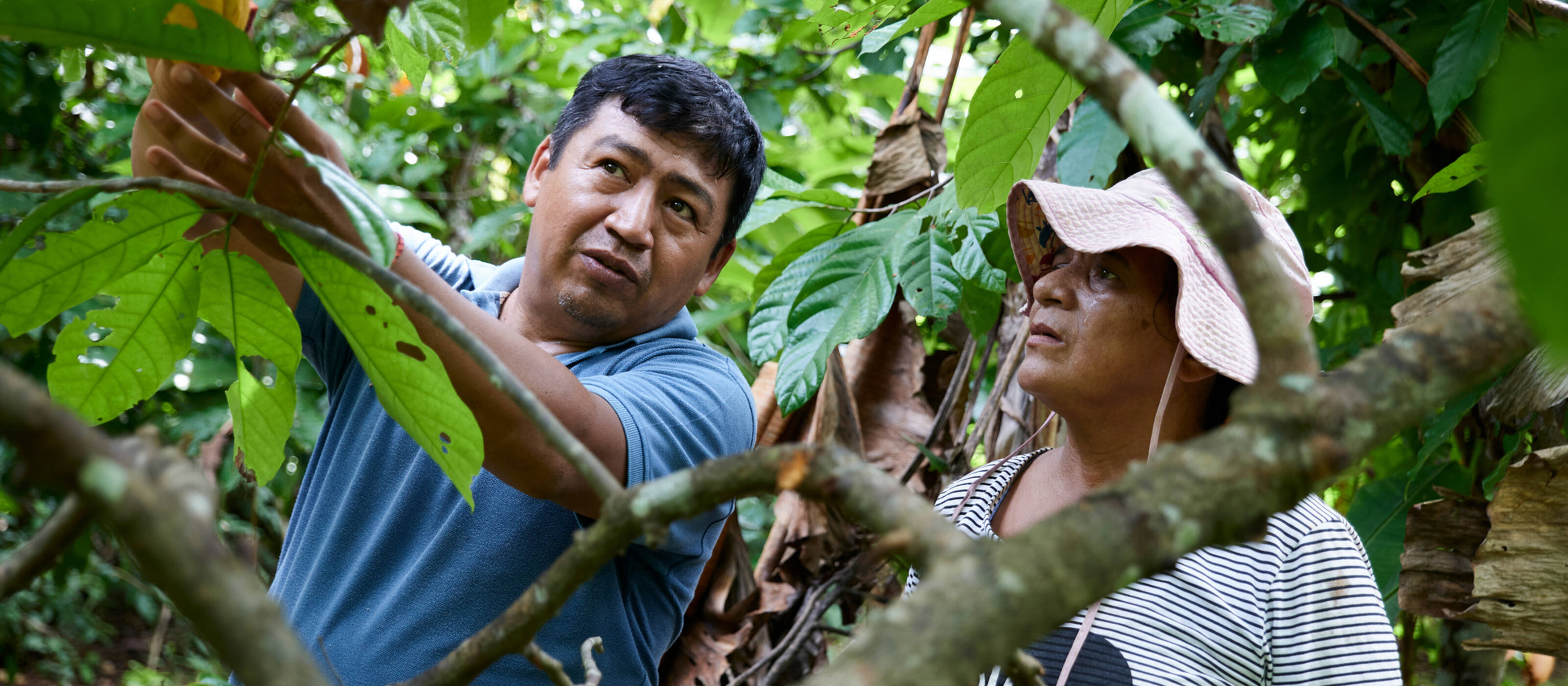 Zwei Personen auf einer Kakao-Plantage in Bolivien